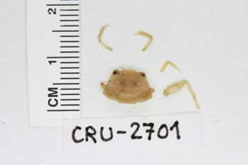 Media type: image;   Invertebrate Zoology CRU-2701 Description: Preserved specimen.;